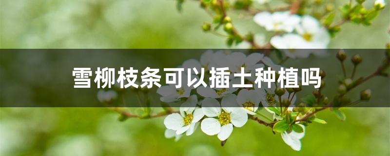 雪柳枝条可以插土种植吗 雪柳枝条可以插土种植吗