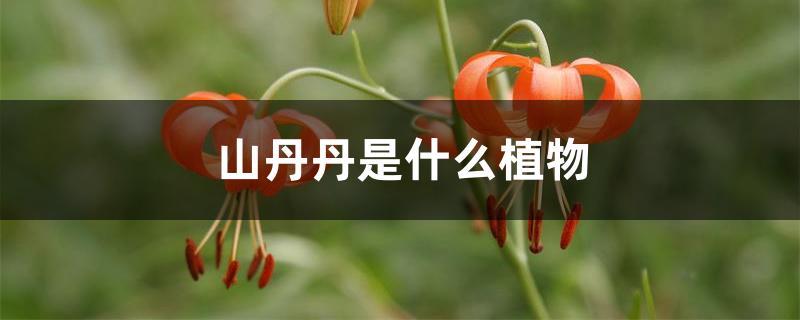 山丹丹是什么植物