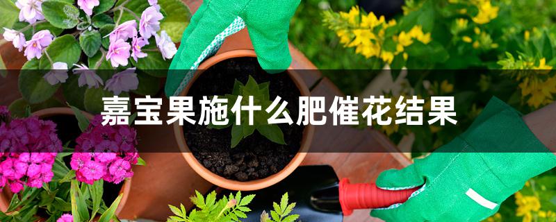 嘉宝果施什么肥催花结果