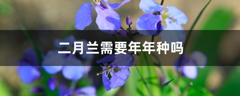 二月兰需要年年种吗