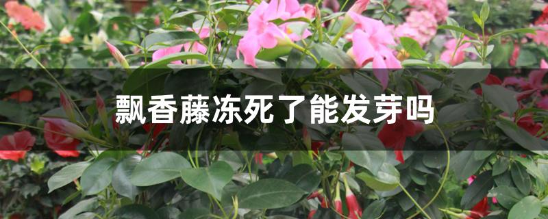 飘香藤冻死了能发芽吗