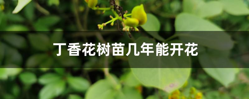 丁香花树苗几年能开花