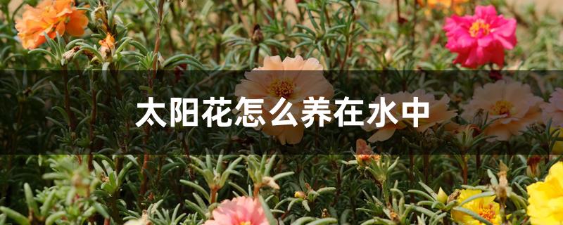 太阳花怎么养在水中 太阳花怎么养在水中