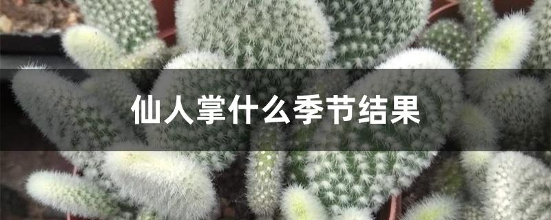 仙人掌什么季节结果