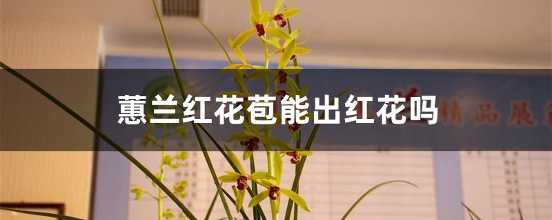 蕙兰红花苞能出红花吗