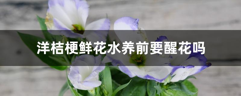 洋桔梗鲜花水养前要醒花吗 洋桔梗鲜花水养前要醒花吗
