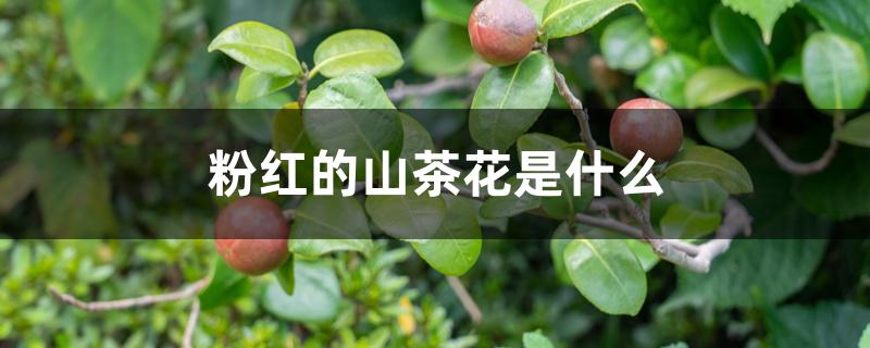 粉红的山茶花是什么