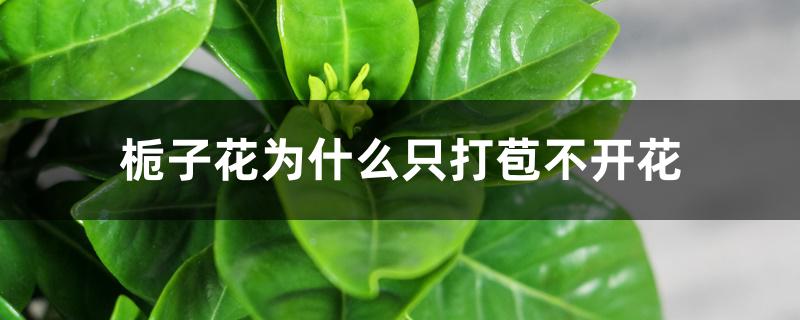 栀子花为什么只打苞不开花