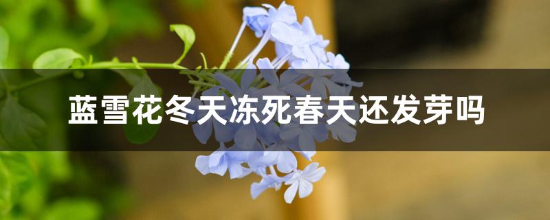 蓝雪花冬天冻死春天还发芽吗