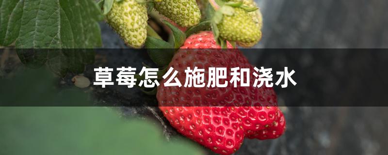 草莓怎么施肥和浇水