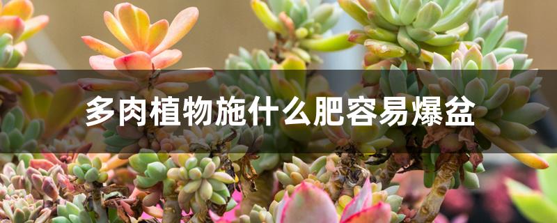 多肉植物施什么肥容易爆盆