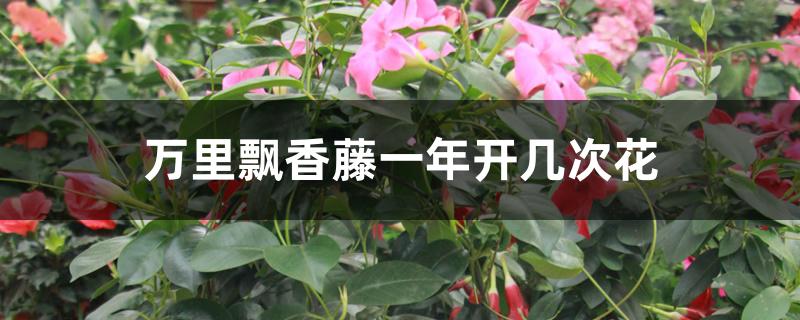 万里飘香藤一年开几次花