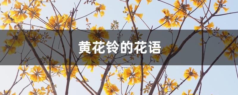 黄花铃的花语