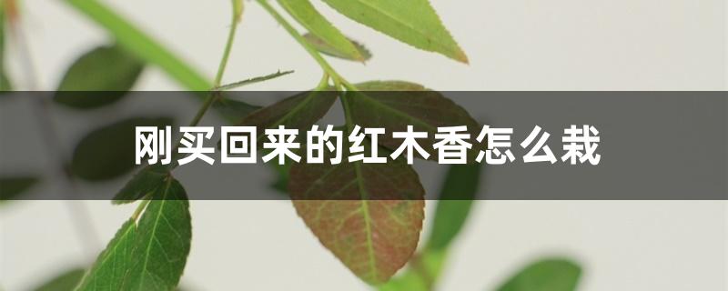 刚买回来的红木香怎么栽