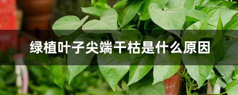 绿植叶子尖端干枯是什么原因