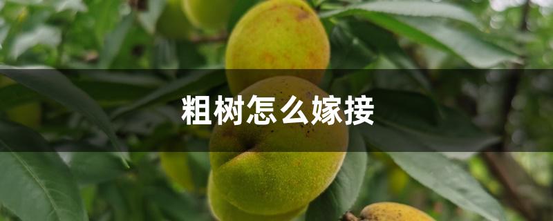 粗树怎么嫁接