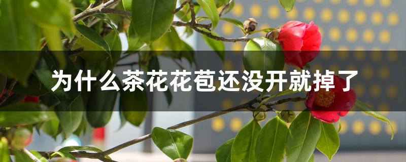 为什么茶花花苞还没开就掉了