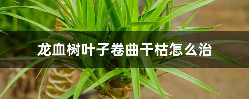 龙血树叶子卷曲干枯怎么治