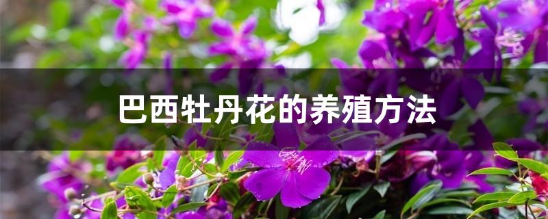 巴西牡丹花的养殖方法