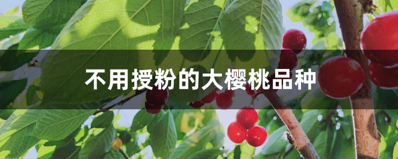 不用授粉的大樱桃品种 不用授粉的大樱桃品种