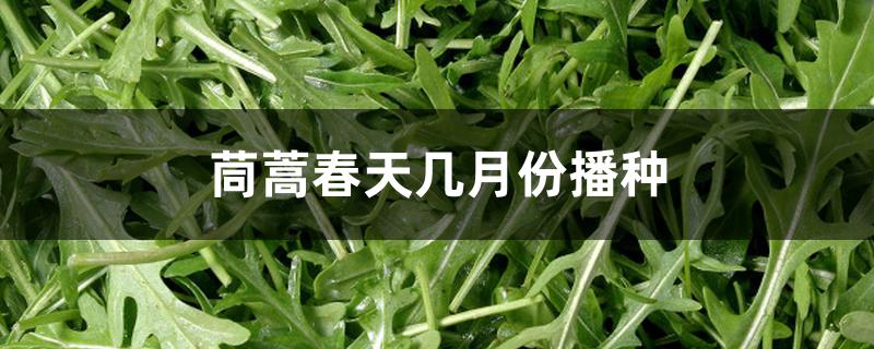 茼蒿春天几月份播种