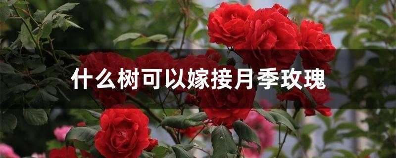 什么树可以嫁接月季玫瑰