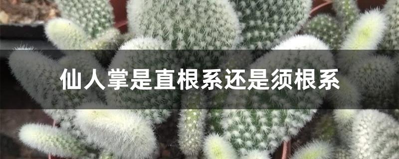 仙人掌是直根系还是须根系