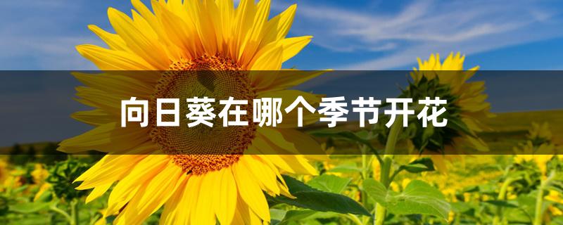 向日葵在哪个季节开花