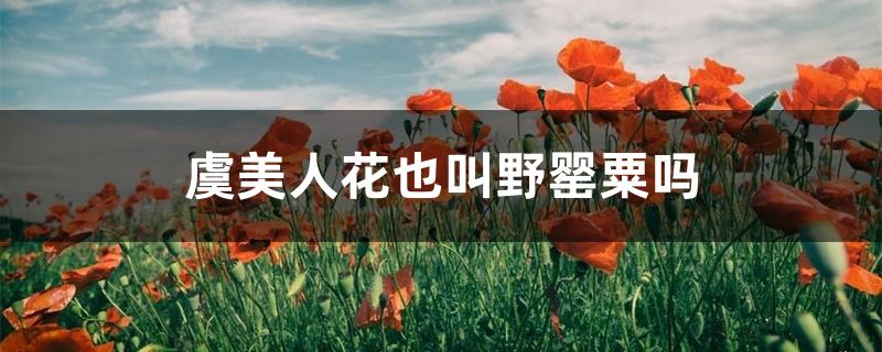 虞美人花也叫野罂粟吗