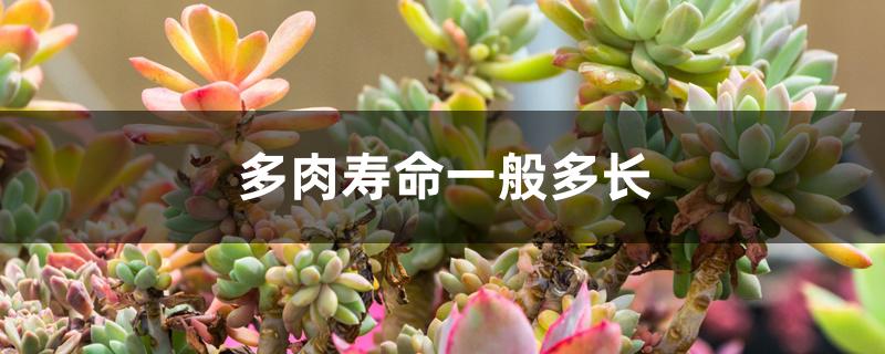 多肉寿命一般多长 多肉寿命一般多长