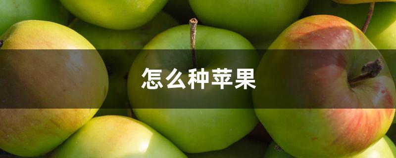 怎么种苹果