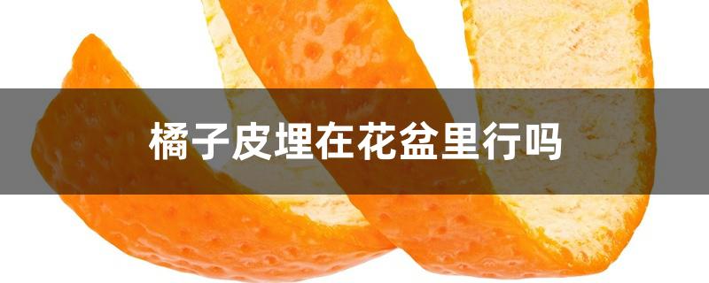 橘子皮埋在花盆里行吗