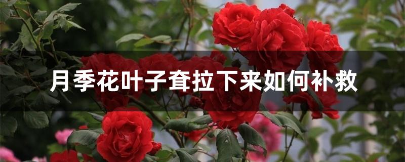 月季花叶子耷拉下来如何补救