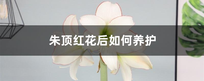 朱顶红花后如何养护