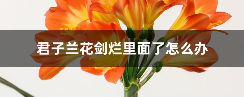 君子兰花剑烂里面了怎么办