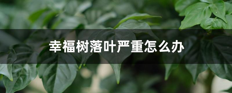 幸福树落叶严重怎么办