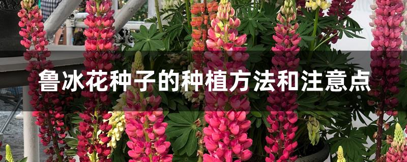 鲁冰花种子的种植方法和注意点