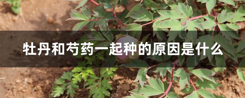 牡丹和芍药一起种的原因是什么