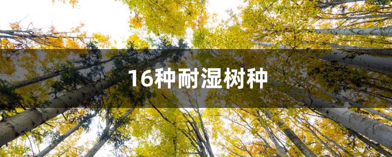 16种耐湿树种 16种耐湿树种