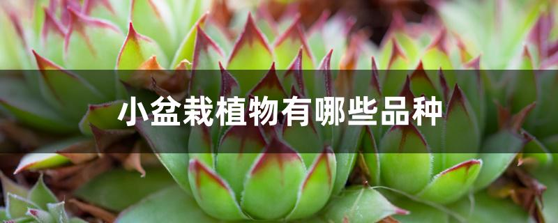 小盆栽植物有哪些品种