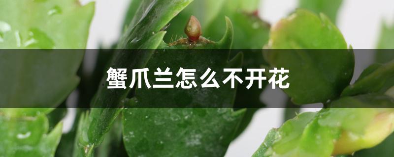 蟹爪兰怎么不开花