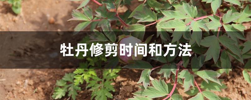 牡丹修剪时间和方法