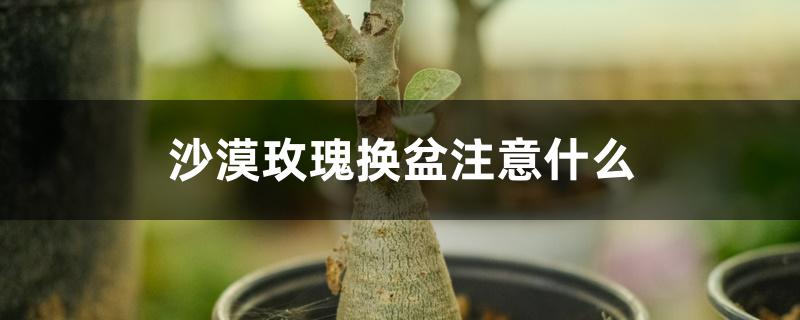 沙漠玫瑰换盆注意什么