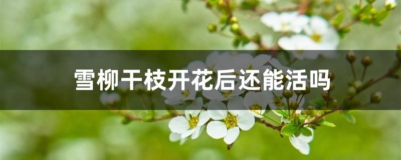 雪柳干枝开花后还能活吗