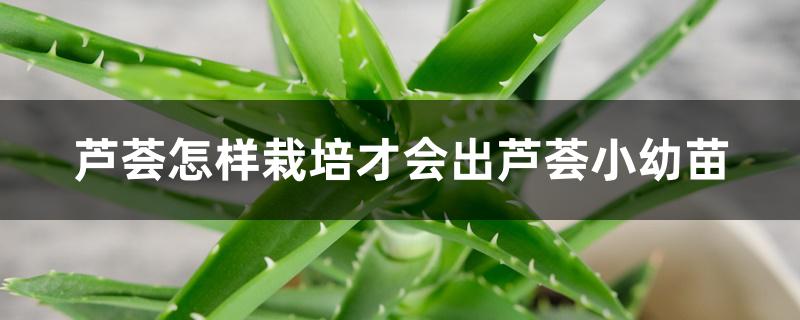 芦荟怎样栽培才会出芦荟小幼苗