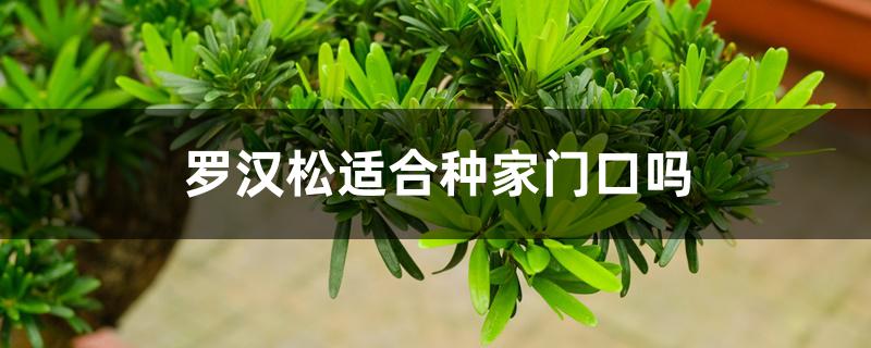 罗汉松适合种家门口吗