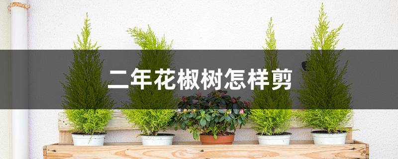 二年花椒树怎样剪