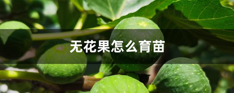 无花果怎么育苗