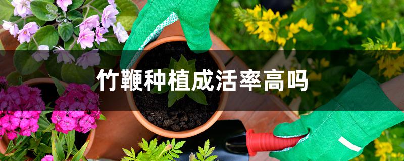 竹鞭种植成活率高吗 竹鞭种植成活率高吗
