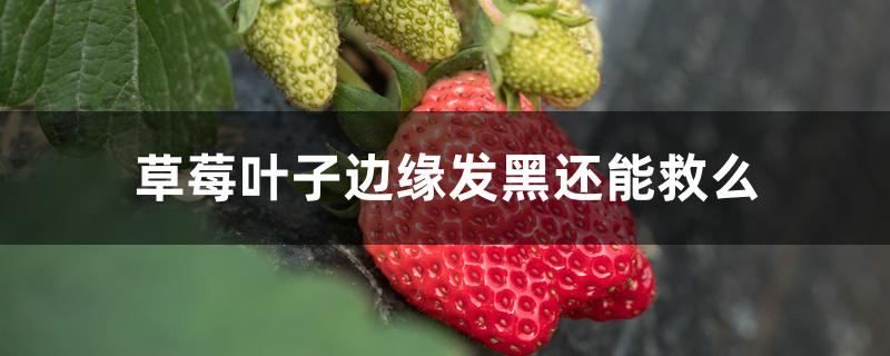 草莓叶子边缘发黑还能救么